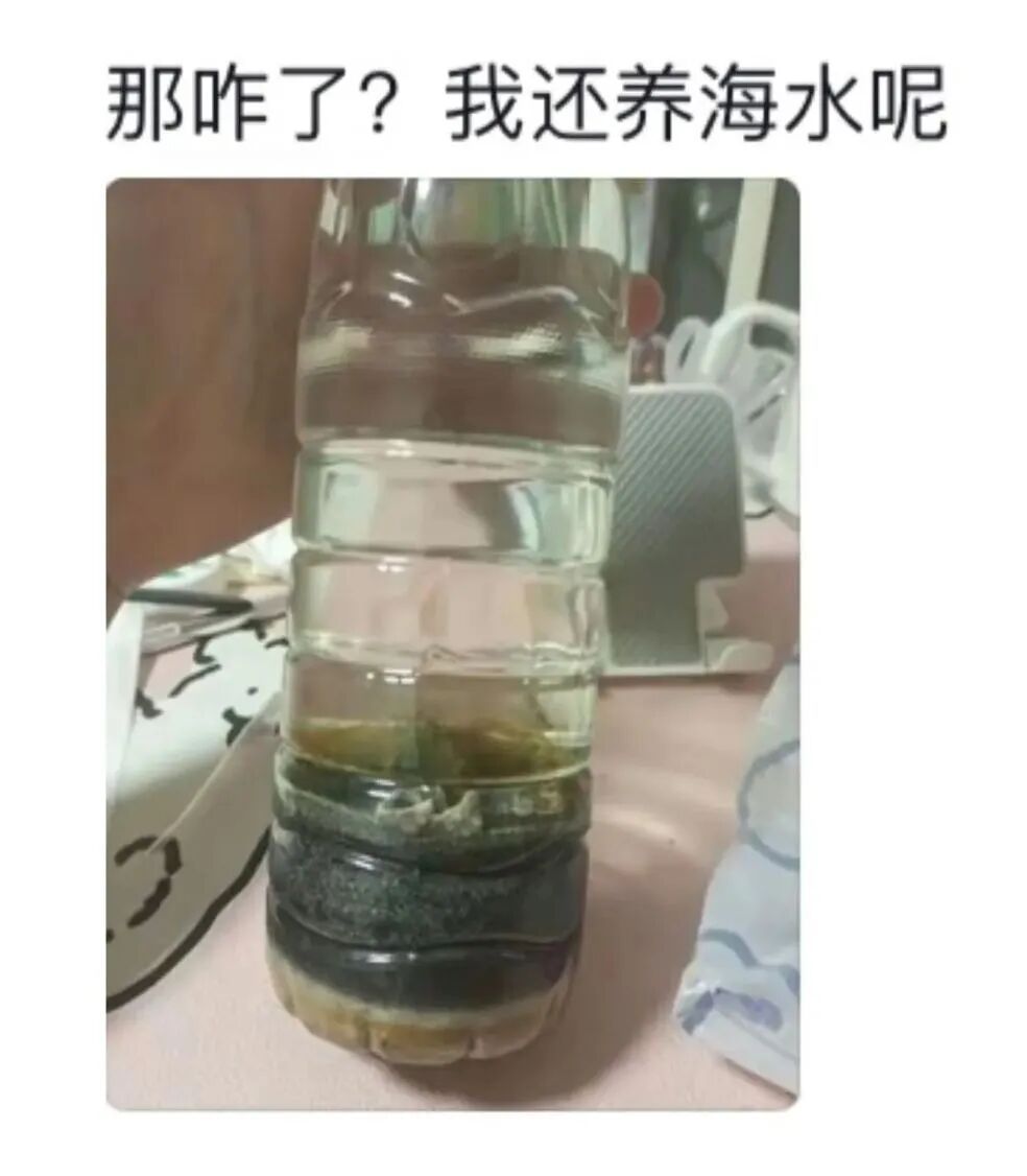 突然火了，全网年轻人都在“养砖头”？网友：这也能当宠物…