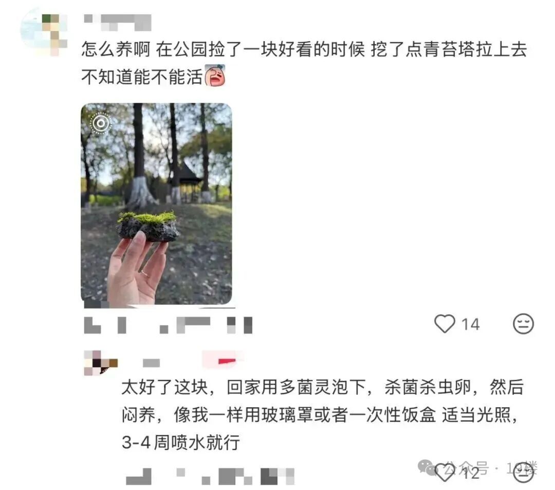 突然火了，全网年轻人都在“养砖头”？网友：这也能当宠物…