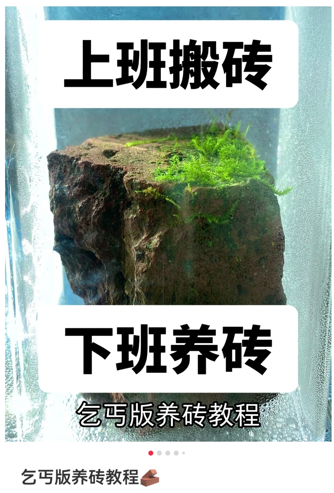 你没看错,年轻人开始流行“养砖头”了 你没看错,年轻人开始流行“养砖头”了