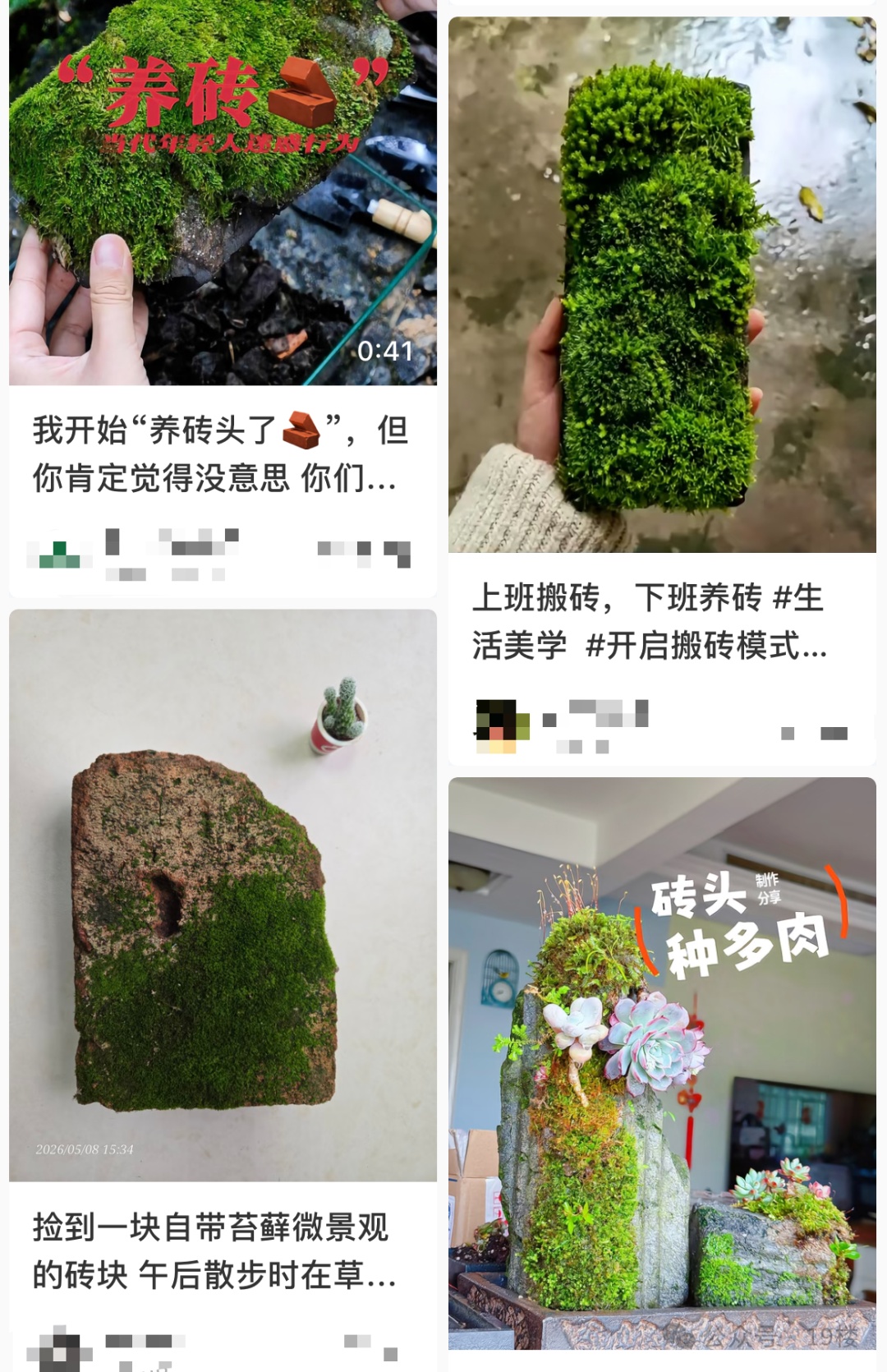 突然火了，全网年轻人都在“养砖头”？网友：这也能当宠物…