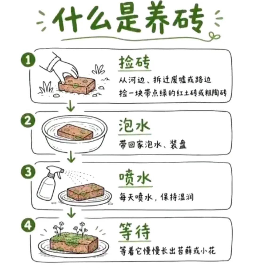 不养猫不养狗,最近年轻人流行“养砖头” 不养猫不养狗,最近年轻人流行“养砖头”