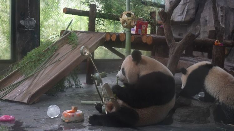 上海野生动物园“子二代”大熊猫龙凤胎迎来一周岁生日 上海野生动物园“子二代”大熊猫龙凤胎迎来一周岁生日