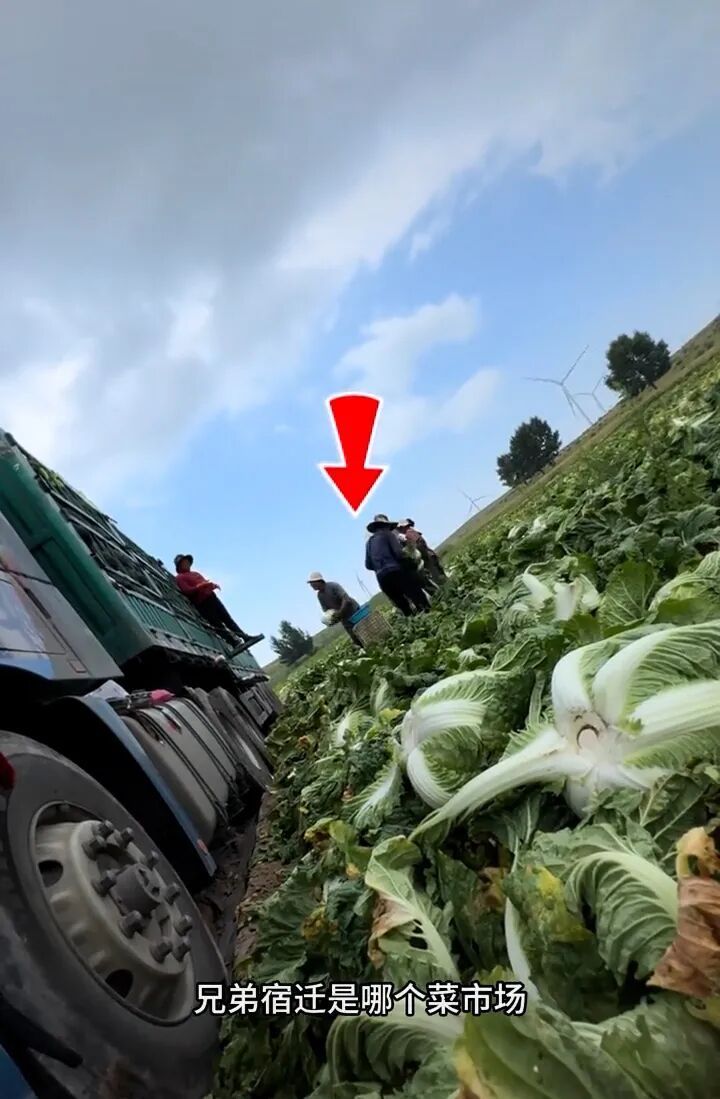 “博主曝光大白菜装车前蘸甲醛保鲜”，河北张家口市监局回应