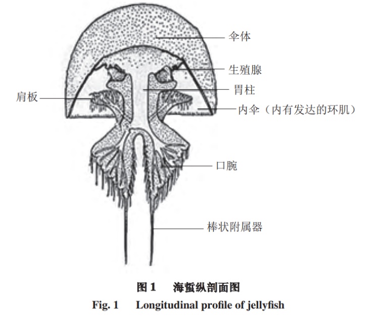 姐弟俩海边游玩被蜇伤一度病危 紧急提醒→