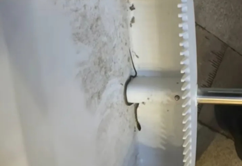 女子网购的绿植爬出4条蛇 专家解读:蛇是咋进去的,网购绿植要注意啥 女子网购的绿植爬出4条蛇 专家解读:蛇是咋进去的,网购绿植要注意啥