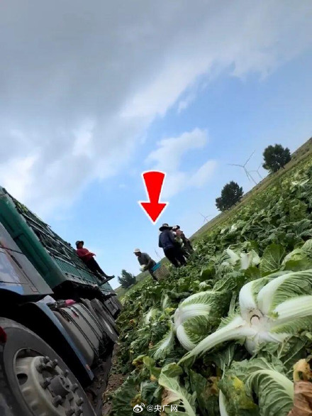 怎么看大白菜是否被甲醛蘸过 怎么看大白菜是否被甲醛蘸过