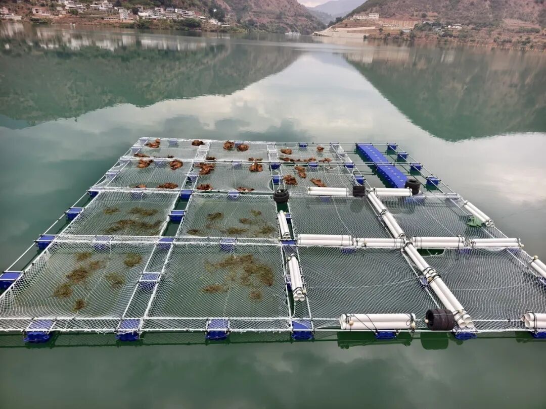 金沙江珍稀鱼类有了“专属产房” 金沙江珍稀鱼类有了“专属产房”