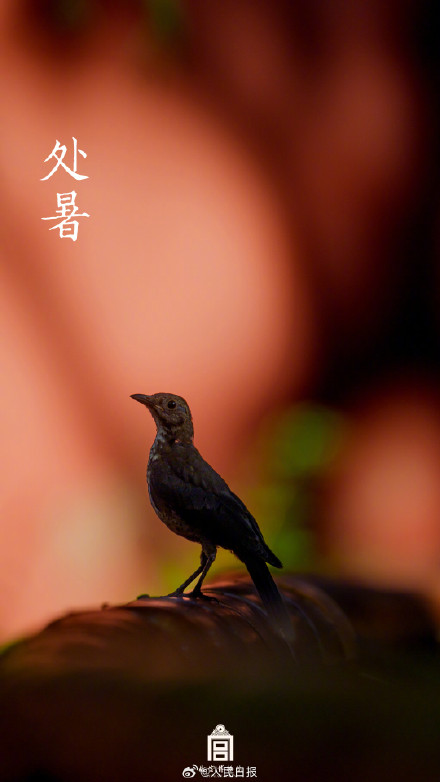 故宫历年处暑壁纸，转发观赏