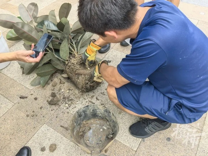 “魂儿都吓没了!”女子网购盆栽,18天爬出4条蛇,扒开泥土还有蛇蛋…… “魂儿都吓没了!”女子网购盆栽,18天爬出4条蛇,扒开泥土还有蛇蛋……