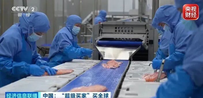 从捕捞到上餐桌,只要24小时!进口三文鱼,加速赶来→ 从捕捞到上餐桌,只要24小时!进口三文鱼,加速赶来→