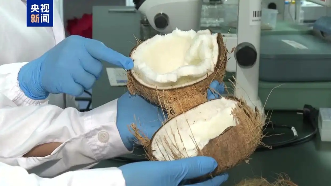 售价是普通椰子10倍!国产稀缺品种,实现规模化育苗突破 售价是普通椰子10倍!国产稀缺品种,实现规模化育苗突破