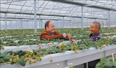 博士毕业后,他为何不顾家人反对,执意回村种地? 博士毕业后,他为何不顾家人反对,执意回村种地?