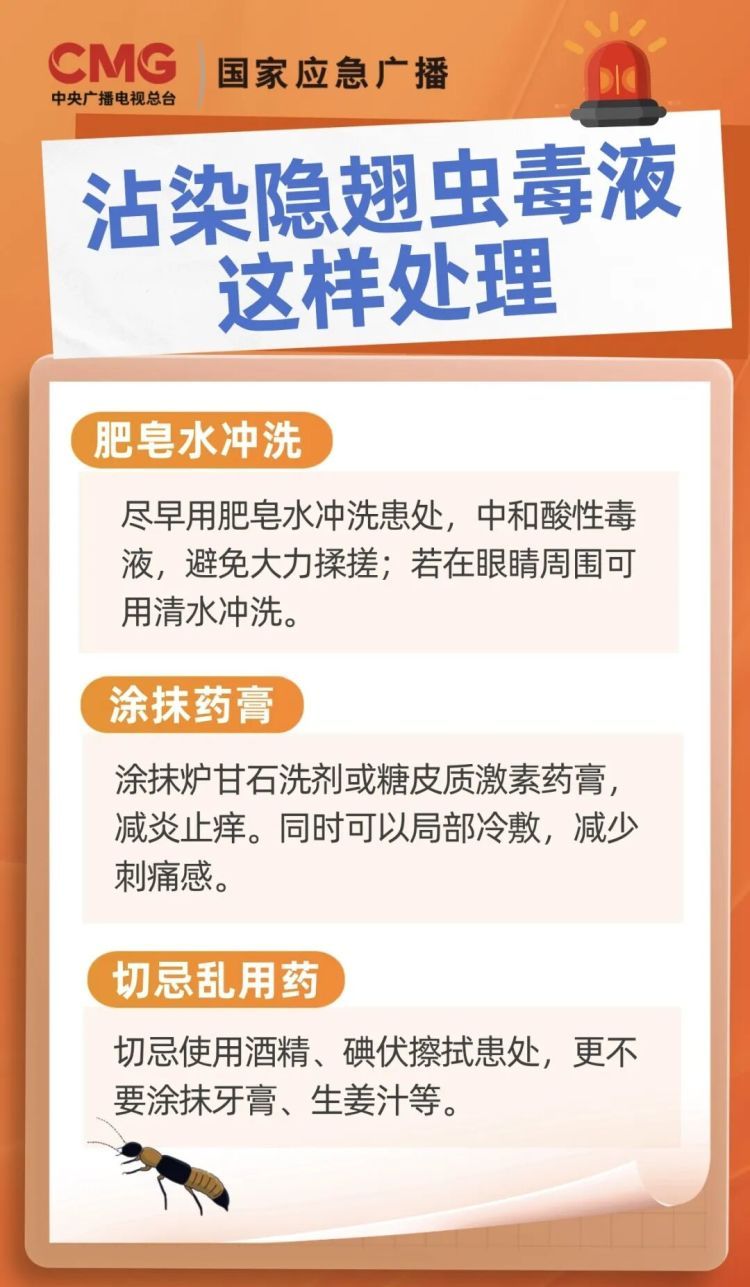 忍住!看到这种像“蚂蚁”的虫,千万别用手拍 忍住!看到这种像“蚂蚁”的虫,千万别用手拍