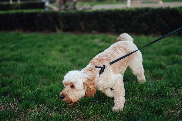 遛狗不牵绳致犬只被撞 责任如何承担？法院这样判