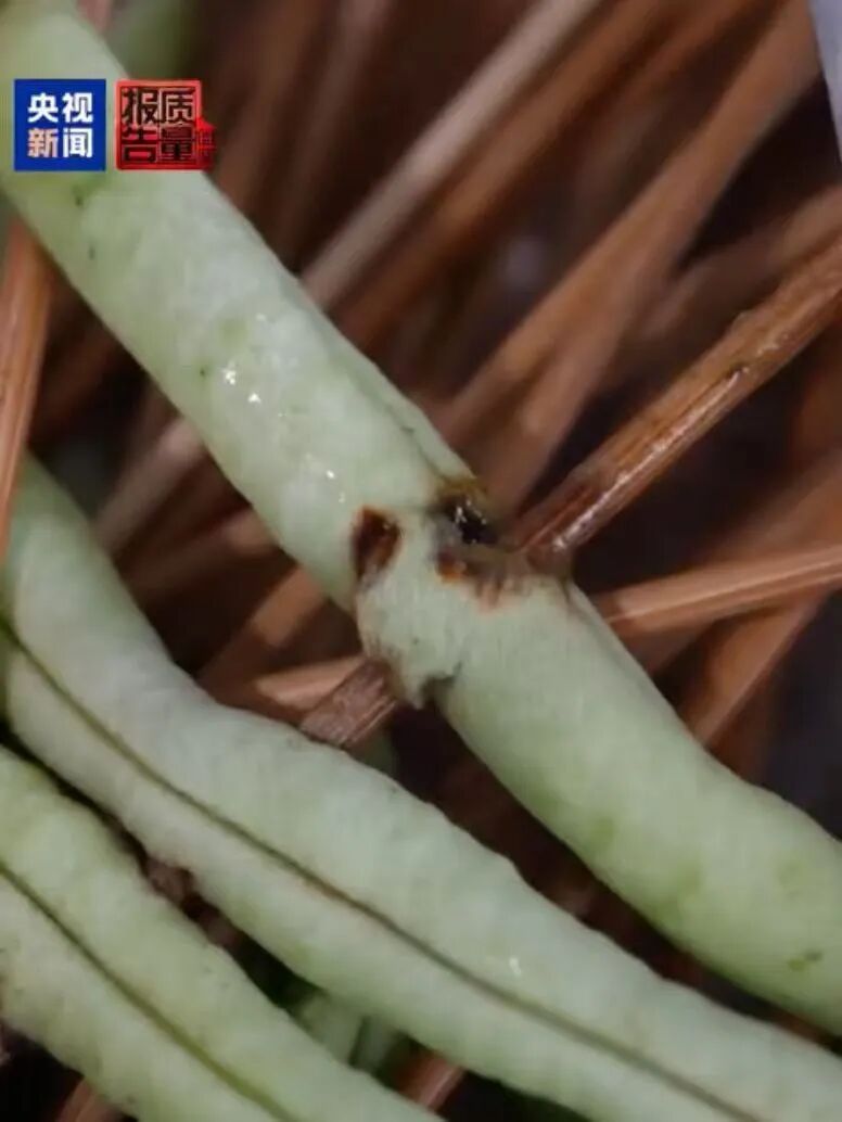 触目惊心!月销两万单烧烤店:后厨蔬菜变质、虫子乱爬 触目惊心!月销两万单烧烤店:后厨蔬菜变质、虫子乱爬