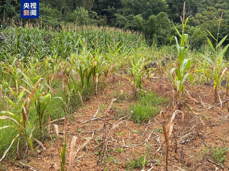 无包装、无标签、无销售资质 “三无”种子为何畅行网售渠道? 无包装、无标签、无销售资质 “三无”种子为何畅行网售渠道?