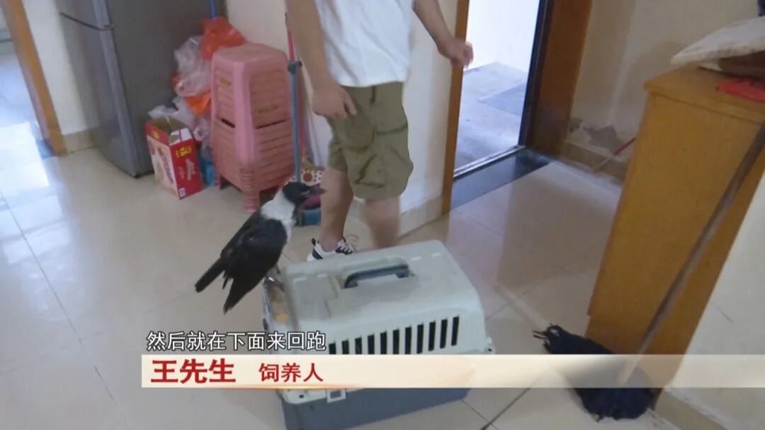 老人捡到一只鸟，竟是“三有动物”