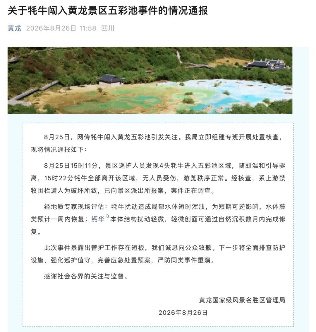 “4头牦牛闯入五彩池”，黄龙景区通报