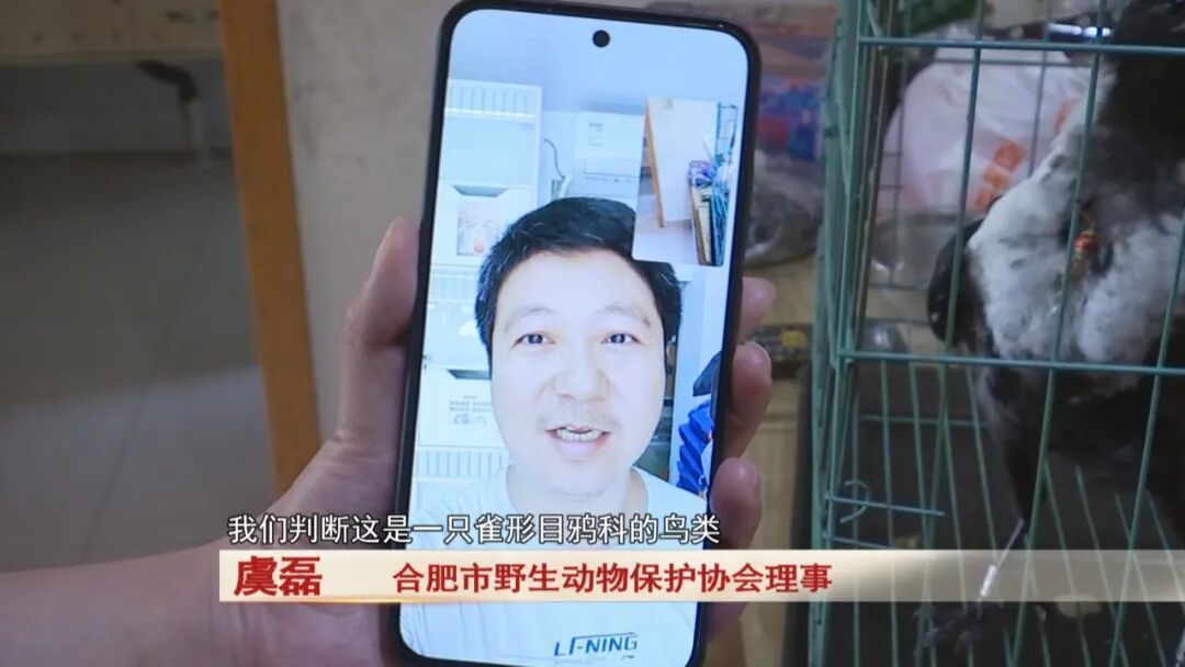 老人捡到一只鸟，竟是“三有动物”
