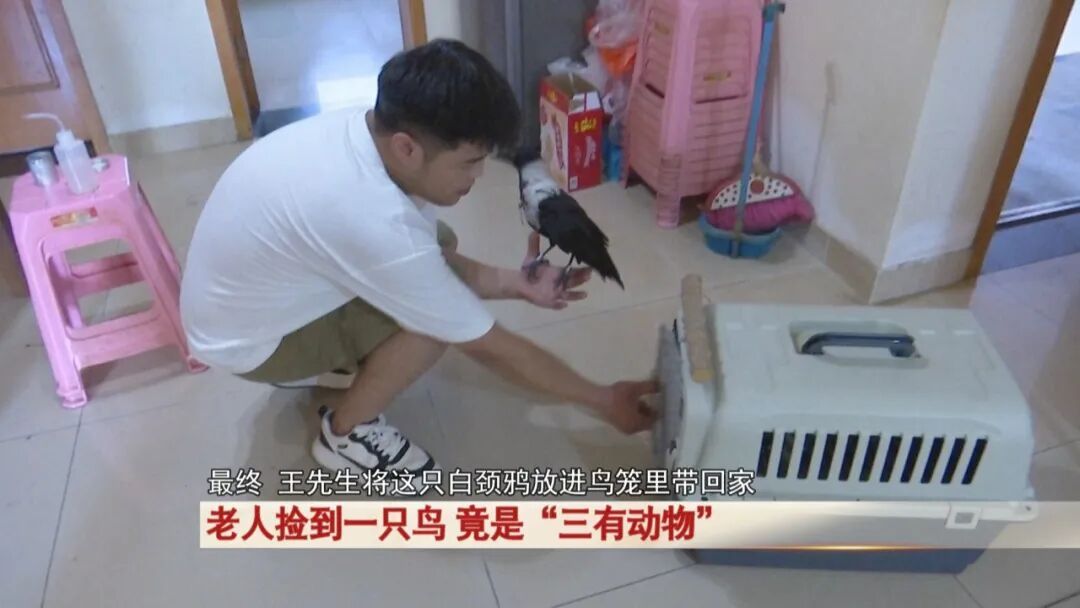 老人捡到一只鸟，竟是“三有动物”