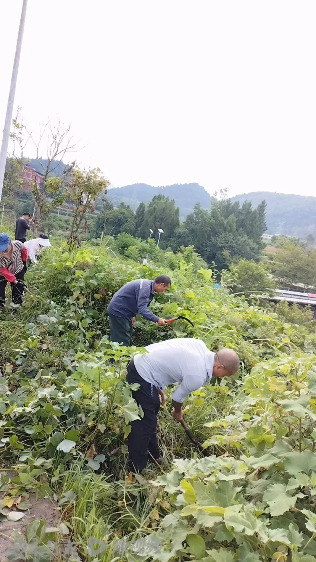 贵州松桃2岁半幼童走失24小时,村民清理半人高荒草搜寻,家属发声 贵州松桃2岁半幼童走失24小时,村民清理半人高荒草搜寻,家属发声