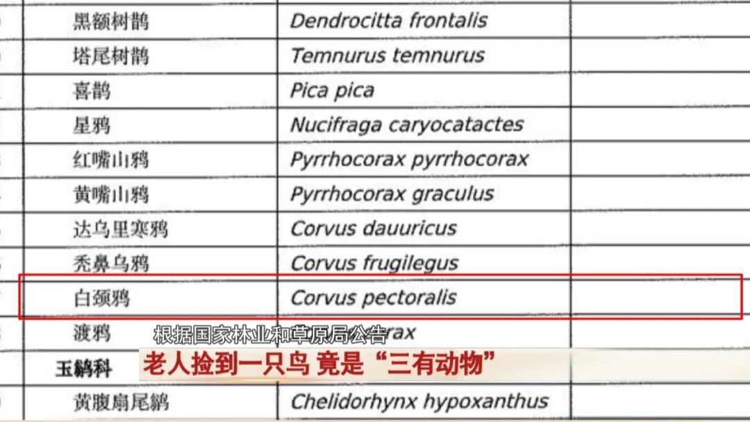 老人捡到一只鸟，竟是“三有动物”