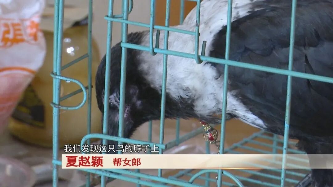老人捡到一只鸟，竟是“三有动物”