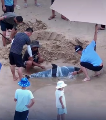 海边众人合力救助的搁浅海豚不幸死亡，当地回应