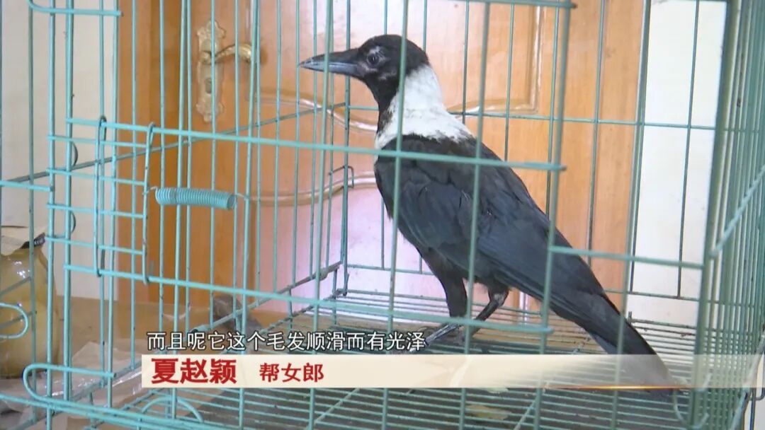 老人捡到一只鸟，竟是“三有动物”