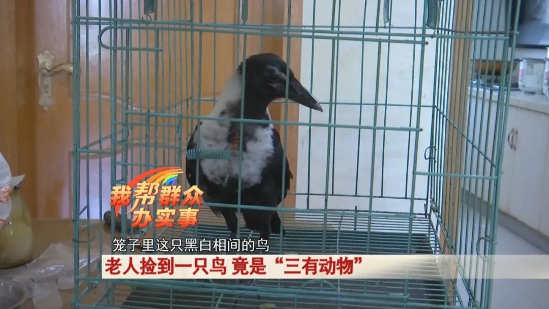 老人捡到一只鸟，竟是“三有动物”