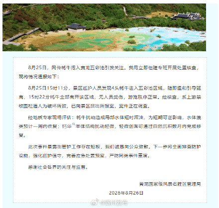 网传牦牛闯入黄龙五彩池，情况通报来了