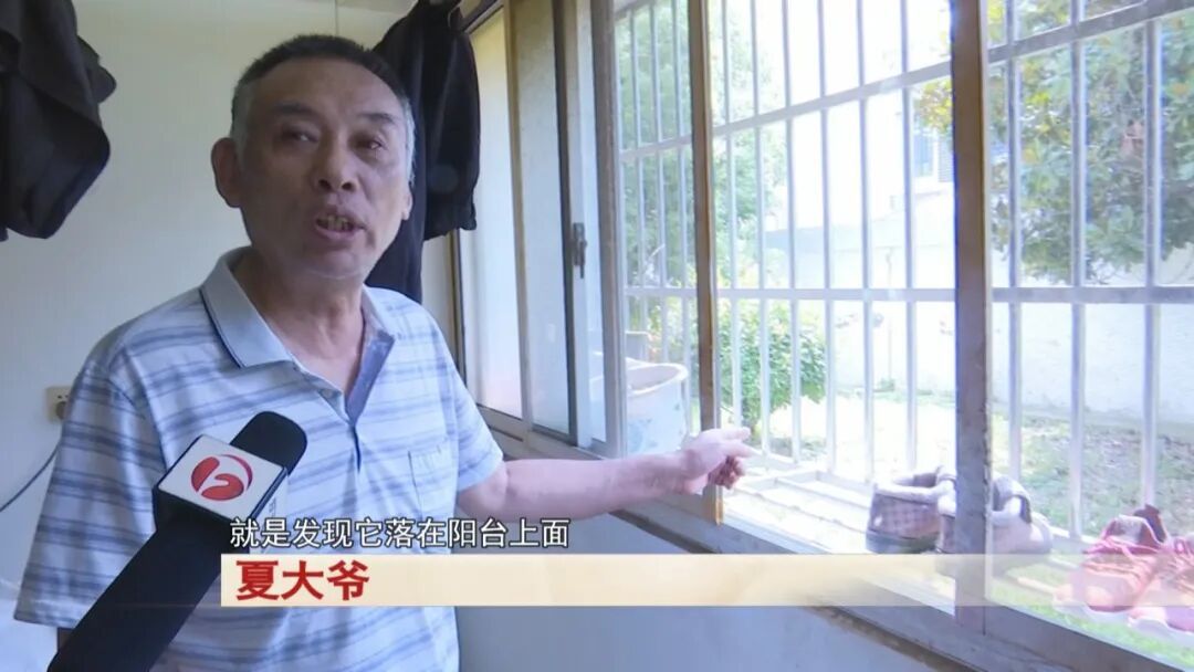 老人捡到一只鸟，竟是“三有动物”
