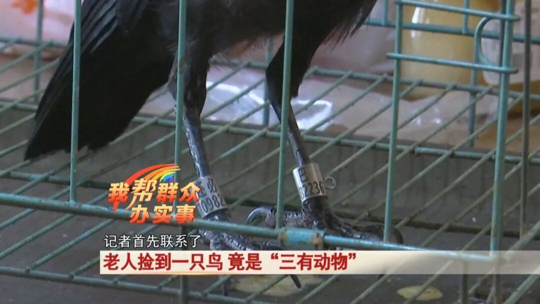 老人捡到一只鸟，竟是“三有动物”