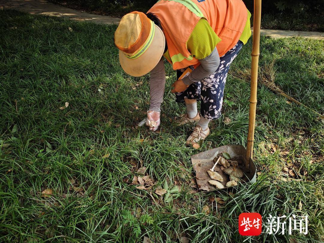 近期多人中毒!雨后路边野生蘑菇,一口都不能吃 近期多人中毒!雨后路边野生蘑菇,一口都不能吃