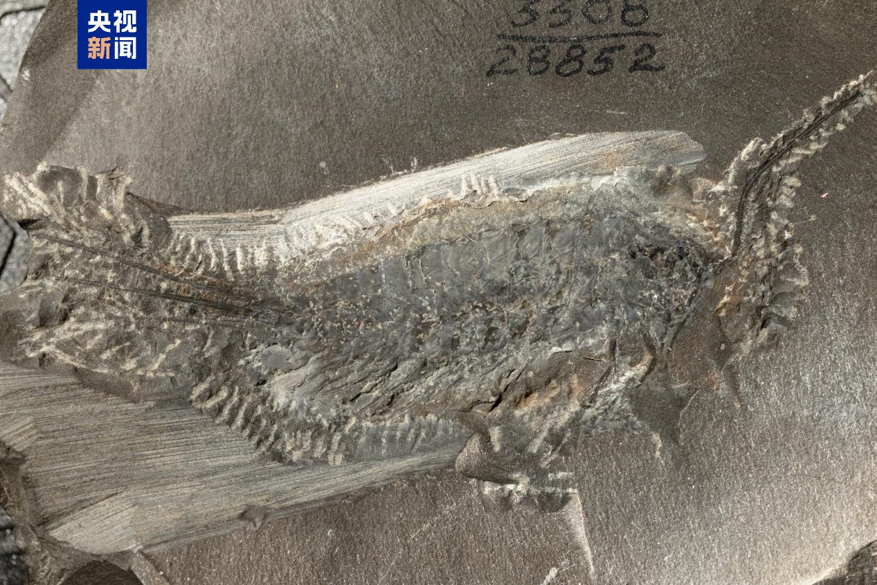最新研究揭示昆虫从水生到陆生的演化进程 最新研究揭示昆虫从水生到陆生的演化进程