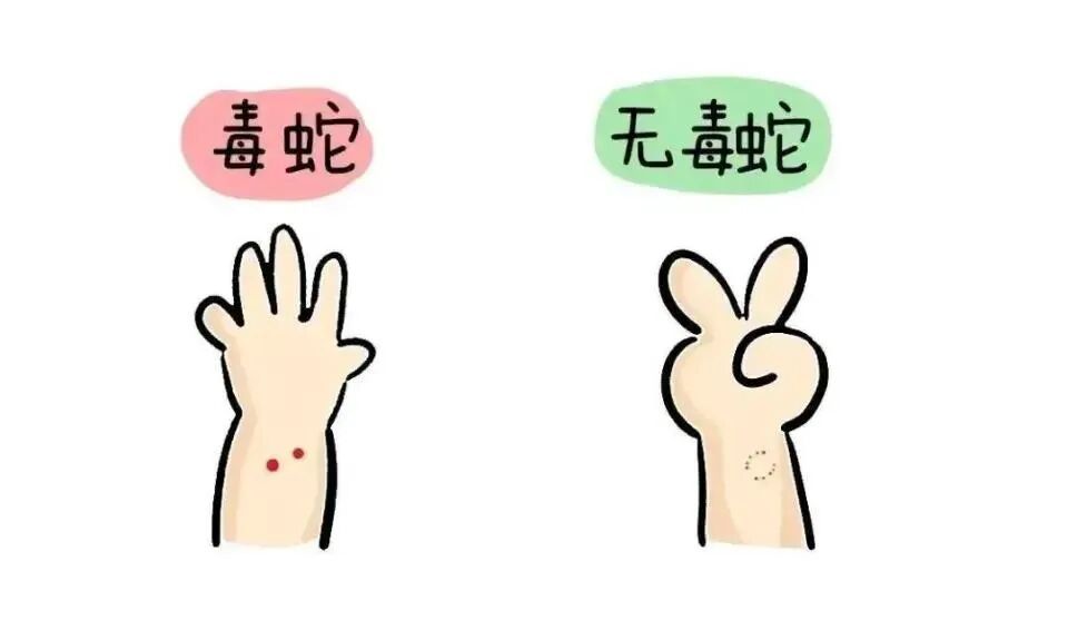 88岁奶奶在家门口遇到眼镜蛇,一脚踢过去反被蛇张口咬伤 88岁奶奶在家门口遇到眼镜蛇,一脚踢过去反被蛇张口咬伤
