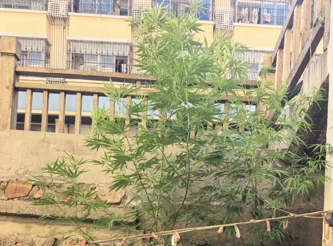 好样的！3名“小孩哥”用AI立大功！