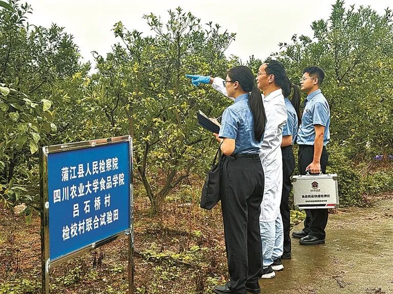 一场因耙耙柑收购引发的口角，牵出一条跨省黑产链，19人获刑
