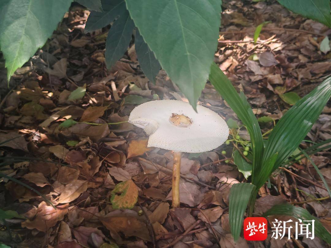 近期多人中毒!雨后路边野生蘑菇,一口都不能吃 近期多人中毒!雨后路边野生蘑菇,一口都不能吃