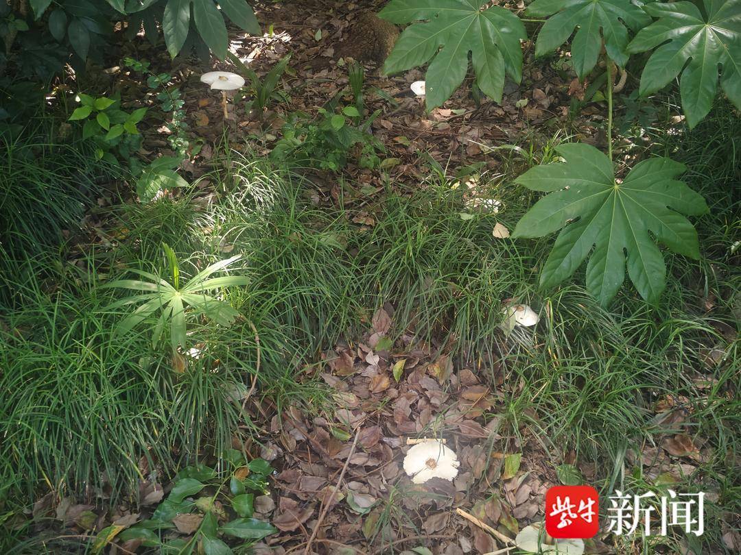 近期多人中毒!雨后路边野生蘑菇,一口都不能吃 近期多人中毒!雨后路边野生蘑菇,一口都不能吃