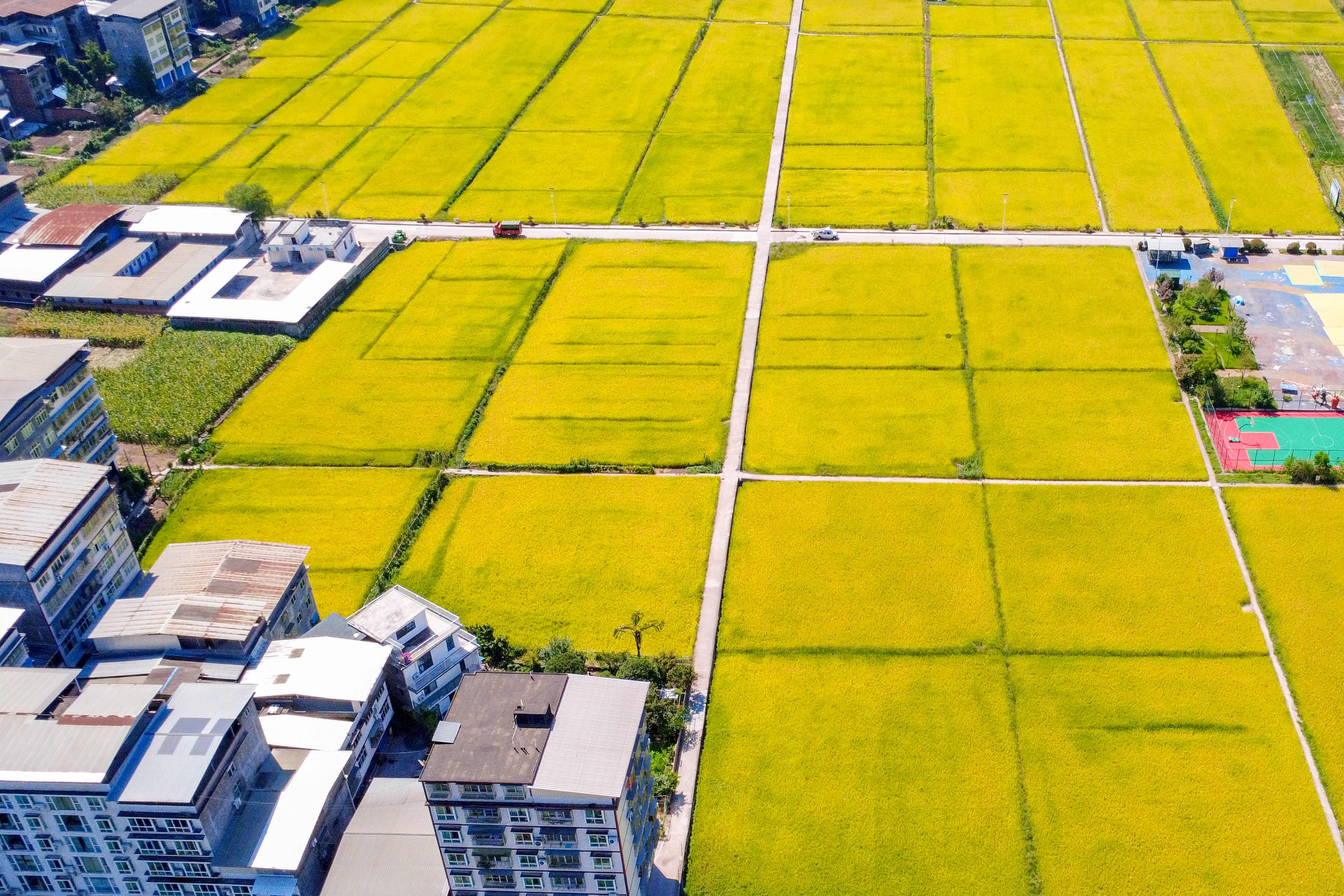 金秋开镰!四川通江33.8万亩水稻丰收入仓 金秋开镰!四川通江33.8万亩水稻丰收入仓