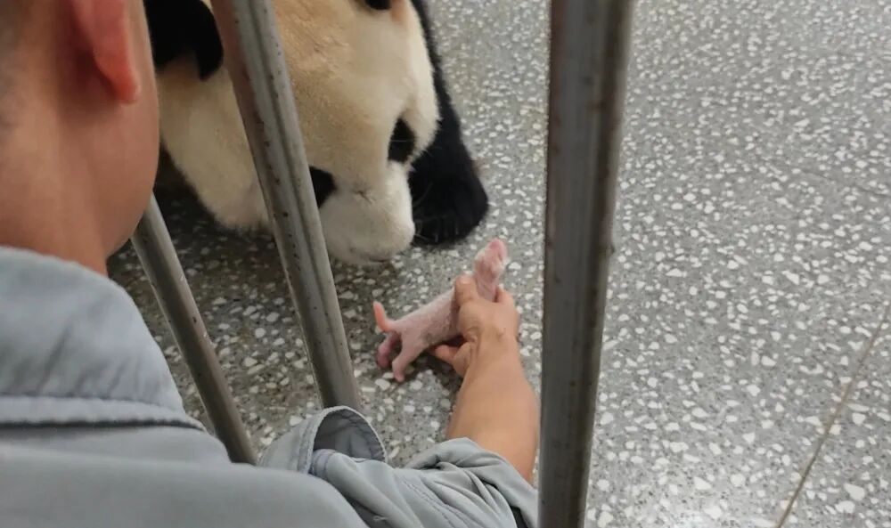 “莽仔”又当妈!重庆动物园大熊猫家族再添新成员 “莽仔”又当妈!重庆动物园大熊猫家族再添新成员
