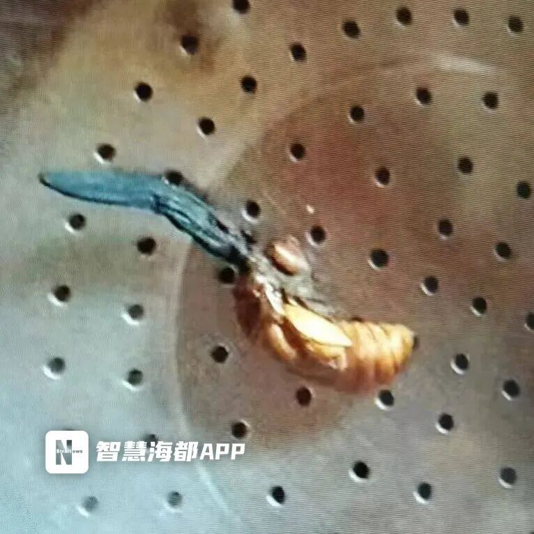 男子吃"补品"后胡言乱语，被送进ICU！家里有的赶紧扔️