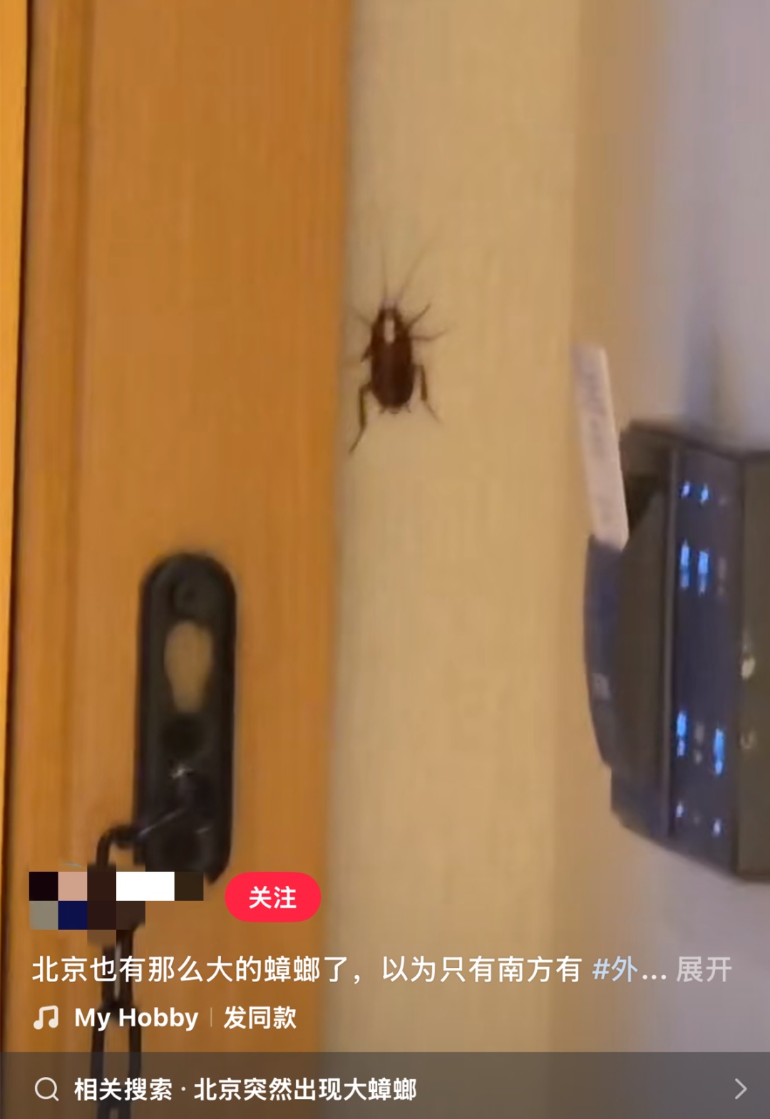 “足足有大拇指这么长,带着翅膀”,北京的“大蟑螂”真变多了吗? “足足有大拇指这么长,带着翅膀”,北京的“大蟑螂”真变多了吗?