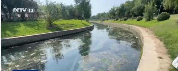 “脑袋破了，磕晕了！”北京一河道野泳跳水屡劝不绝！