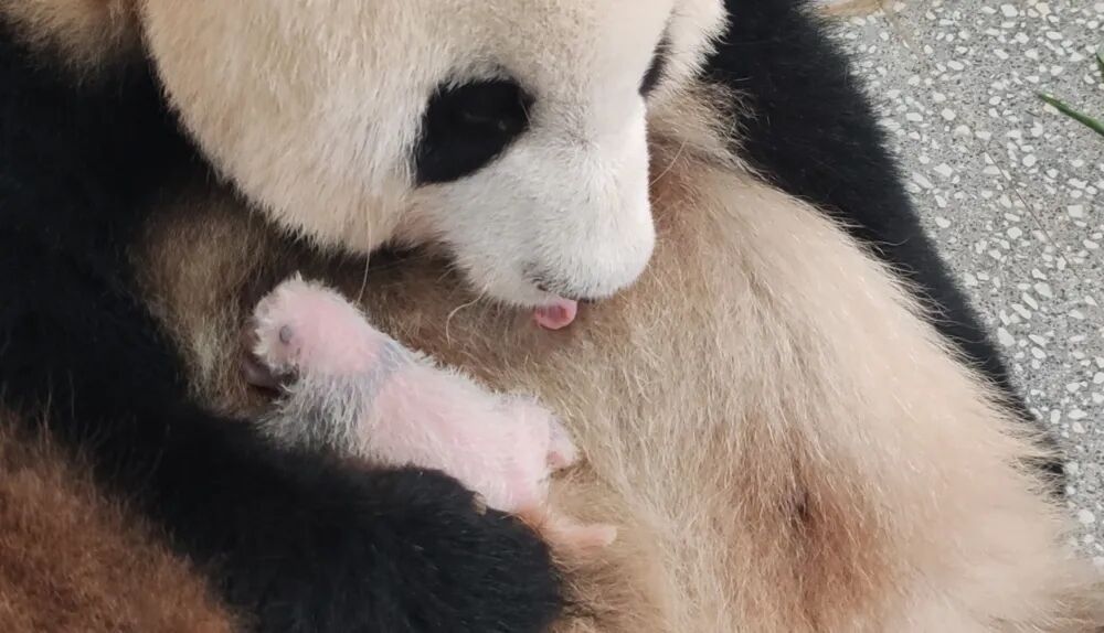 “莽仔”又当妈!重庆动物园大熊猫家族再添新成员 “莽仔”又当妈!重庆动物园大熊猫家族再添新成员