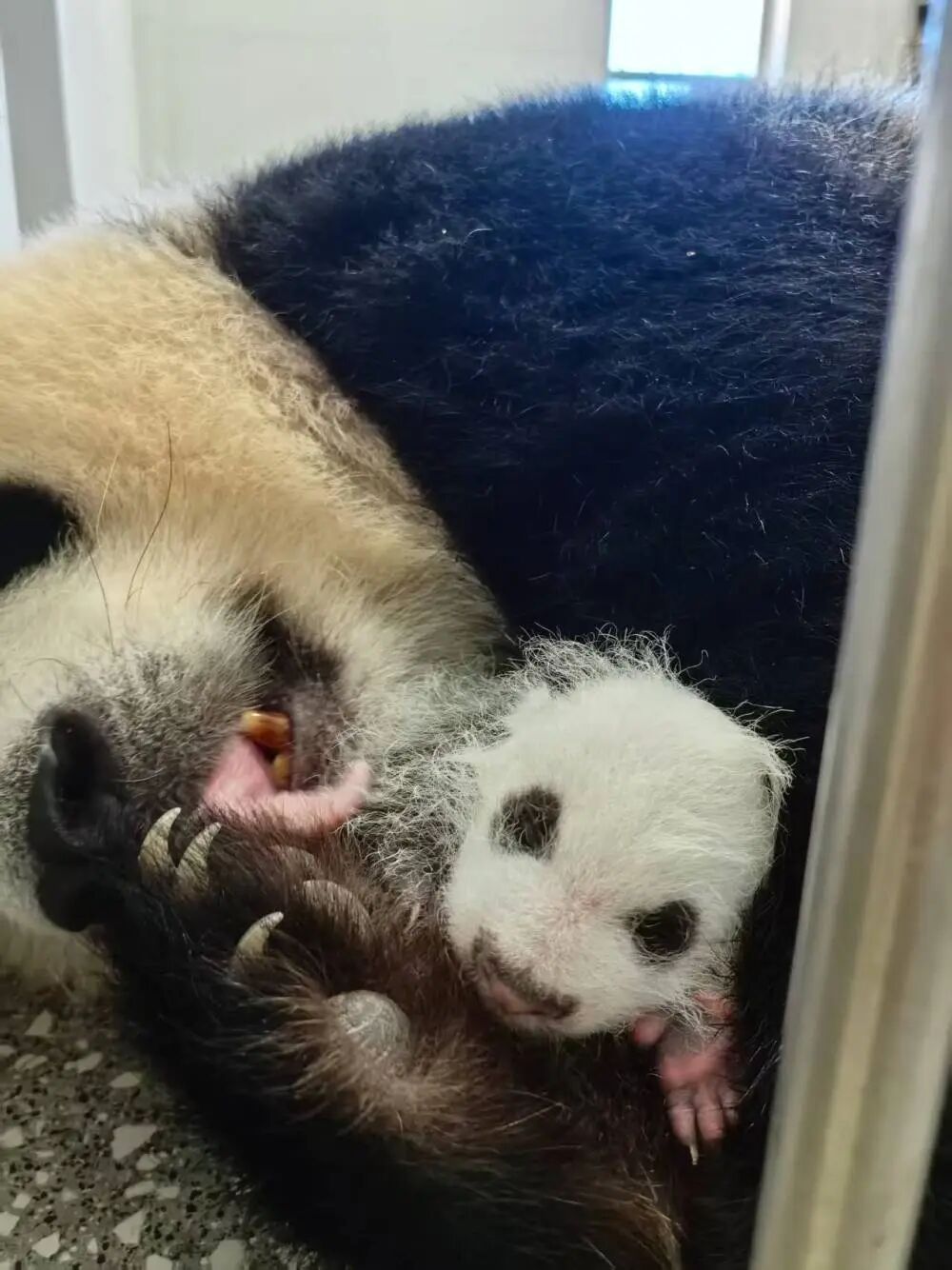 “莽仔”又当妈!重庆动物园大熊猫家族再添新成员 “莽仔”又当妈!重庆动物园大熊猫家族再添新成员