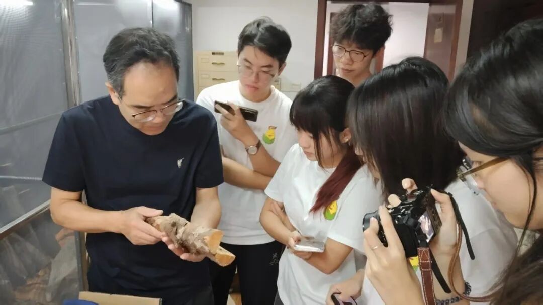 40天就能枯死一棵树的“松树癌症”,最难防的居然不是虫子本身? 40天就能枯死一棵树的“松树癌症”,最难防的居然不是虫子本身?