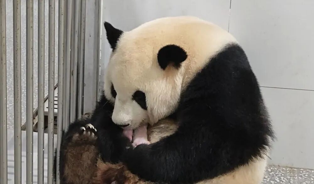 “莽仔”又当妈!重庆动物园大熊猫家族再添新成员 “莽仔”又当妈!重庆动物园大熊猫家族再添新成员