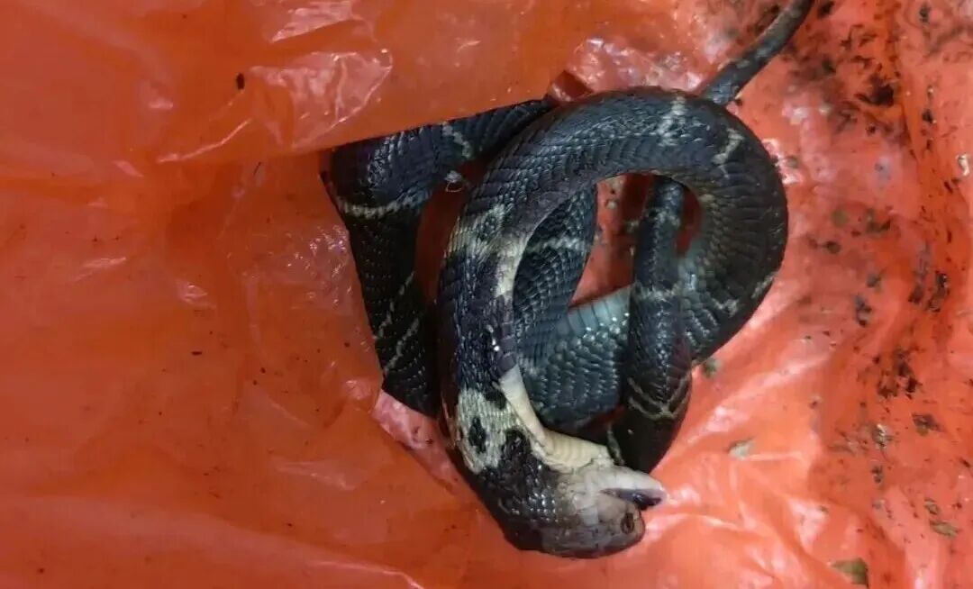 88岁老人家门口遇到眼镜蛇，一脚踢过去反被咬！家属打死毒蛇后做对了一件事→